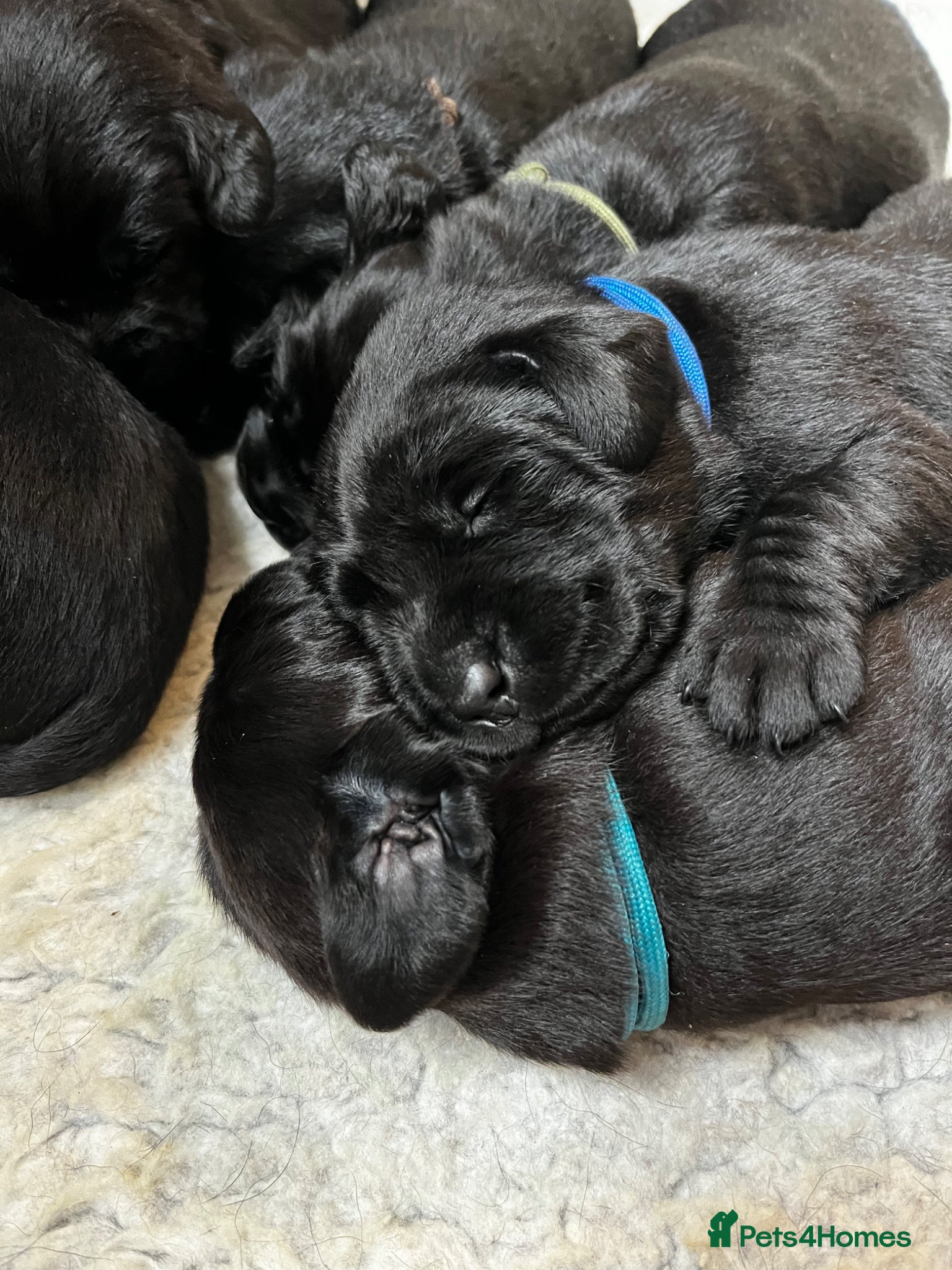 Labrador Retriever dogs Beautiful KC reg working Labrador Retriever pups  - Advert 2