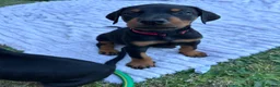 Dobermann dogs for sale: Champion Bloodline Doberman Puppies - Advert 27