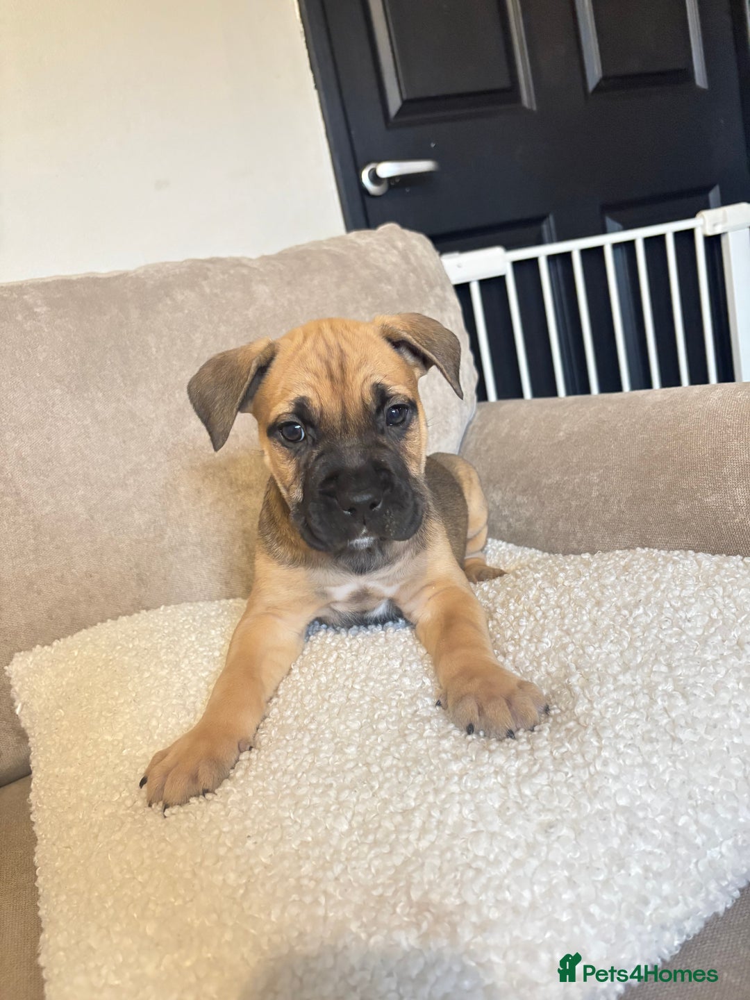 Mixed Breed dogs for sale: CaneCorso X Bully puppy’s  - Advert 5