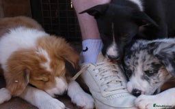 Border Collie dogs for sale: Red, and blue merle, tri, b/w collies farm reared - Image 8