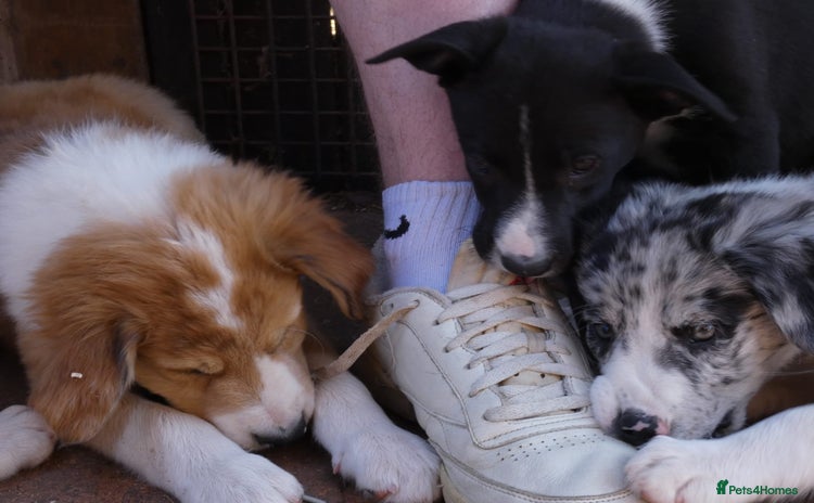 Border Collie dogs - Advert 2