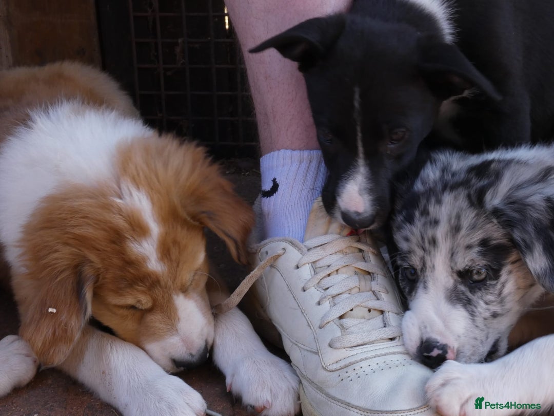 Border Collie dogs for sale: Red, and blue merle, tri, b/w collies farm reared - Image 8