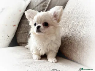 Chihuahua dogs KC long coat cream show line chihuahua puppies - Advert 13