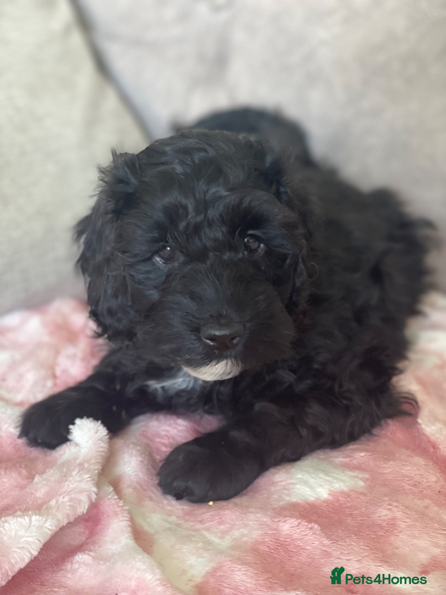 Cockapoo dogs Adorable out standing health checks - Advert 2