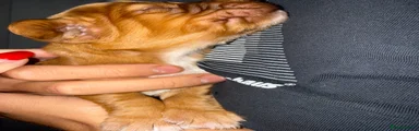 Cocker Spaniel 3