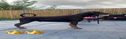 Dobermann dogs for stud: King Zeus -Proven Stud  - Advert 3
