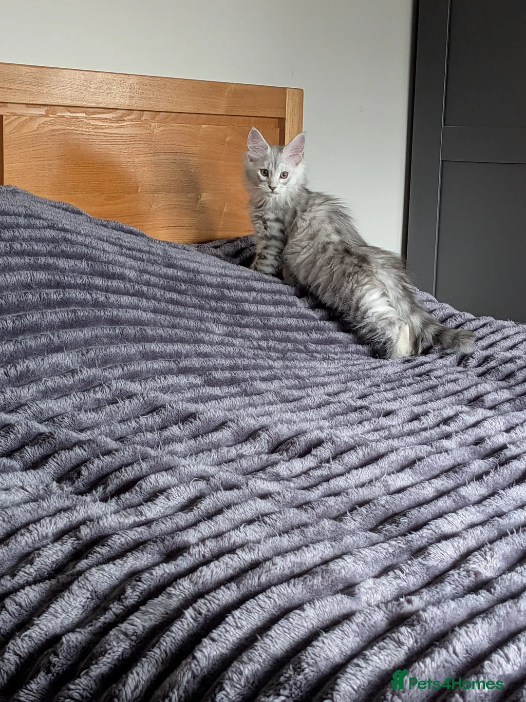 Maine Coon cats for sale: Maine coon pedigree male can be  breeding rights  in Ipswich - Advert 6