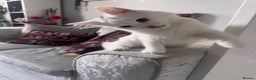 Turkish Angora cats for sale: 7 months old Turkish Angora male kitten - Advert 5