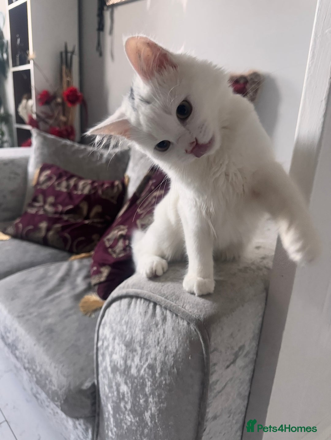 Turkish Angora cats for sale: 7 months old Turkish Angora male kitten - Advert 5