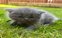 British Shorthair cats for sale: Blue British shorthair  - Image 10