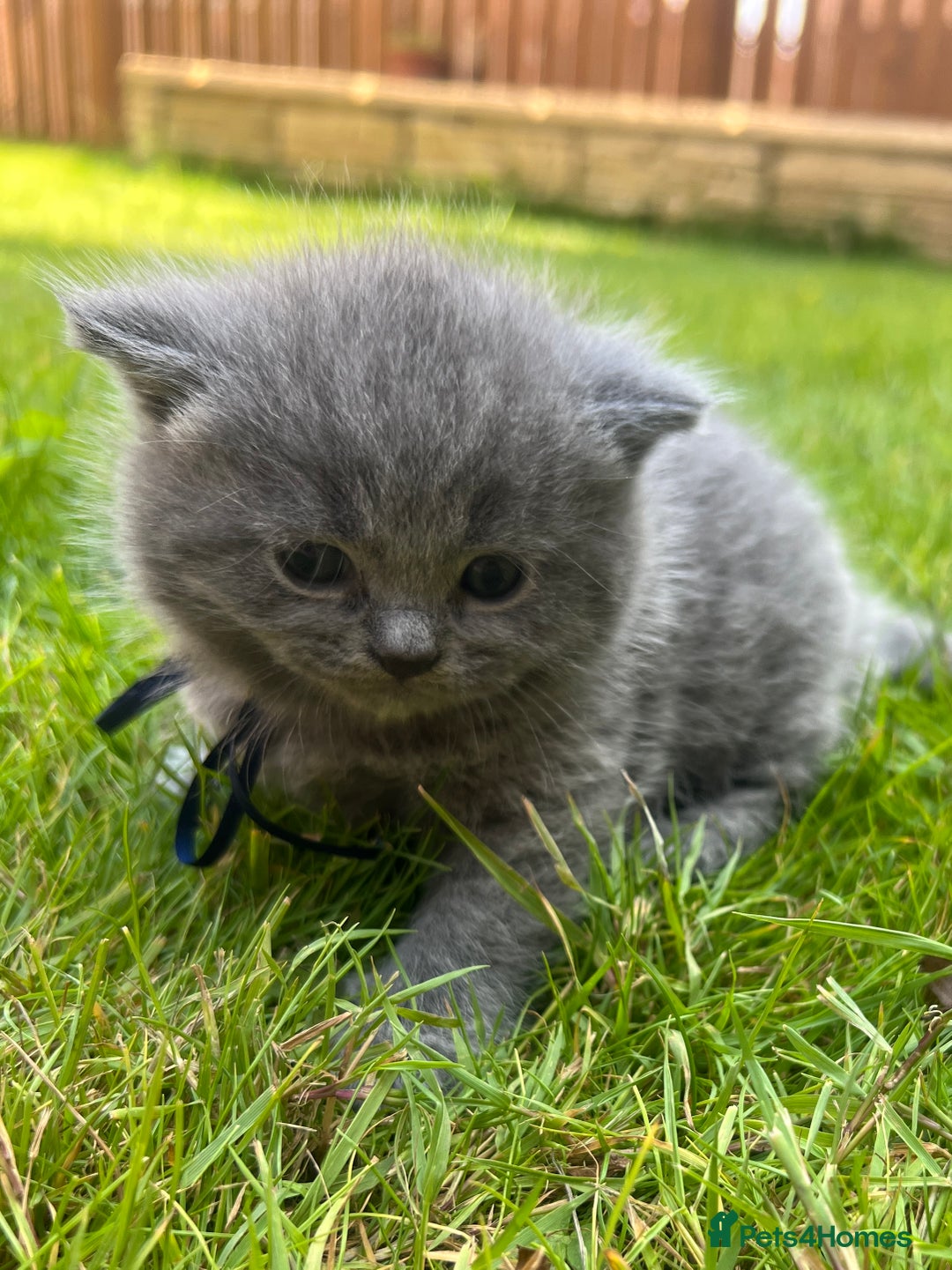 British Shorthair cats for sale: Blue British shorthair  - Image 10
