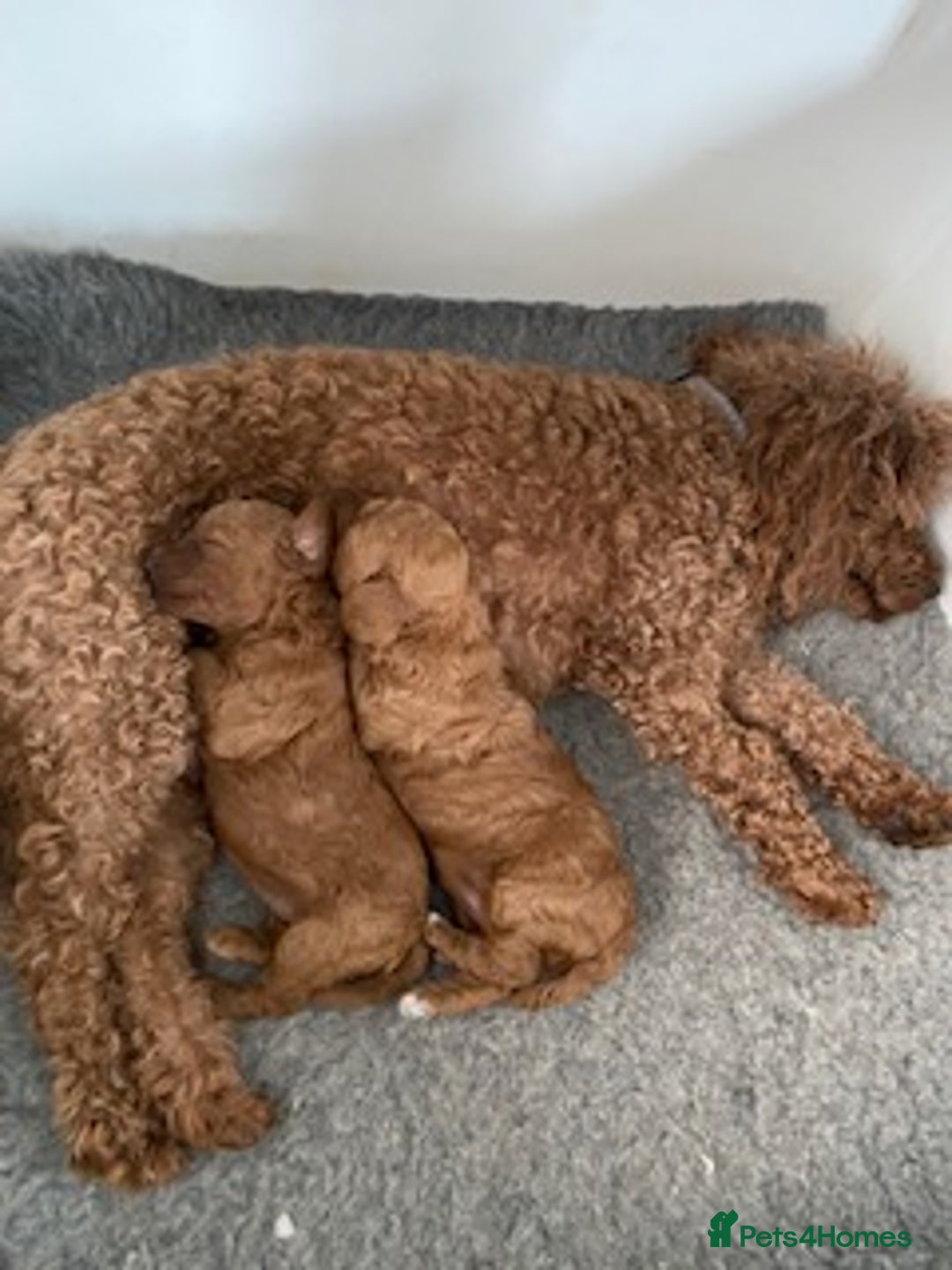 Miniature Poodle dogs for sale: Ready now KC reg deep red miniature poodle  - Image 5