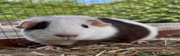 Guinea Pig rodents for sale: 2 Female Guinea Pigs - Advert 1