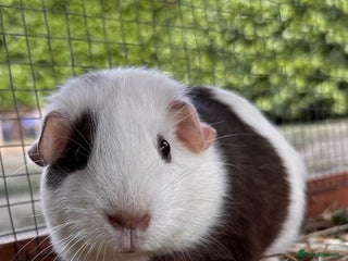 Guinea Pig rodents 2 Female Guinea Pigs - Advert 6