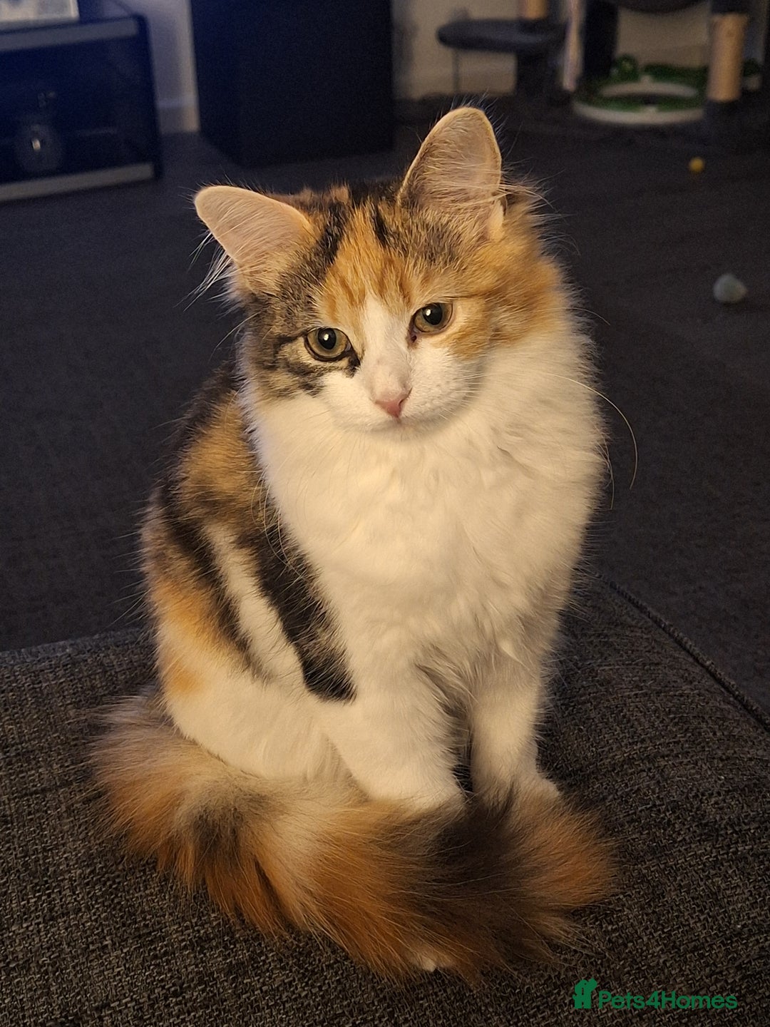 Mixed Breed cats for sale: Beautiful long haired Calico girl - Advert 1