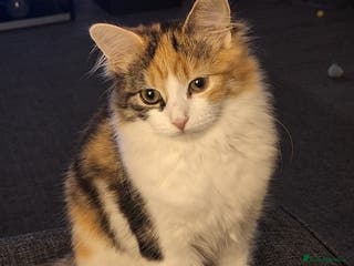 Mixed Breed cats Beautiful long haired Calico girl - Advert 2