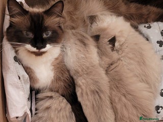 Siberian cats Siberian kittens - Advert 1