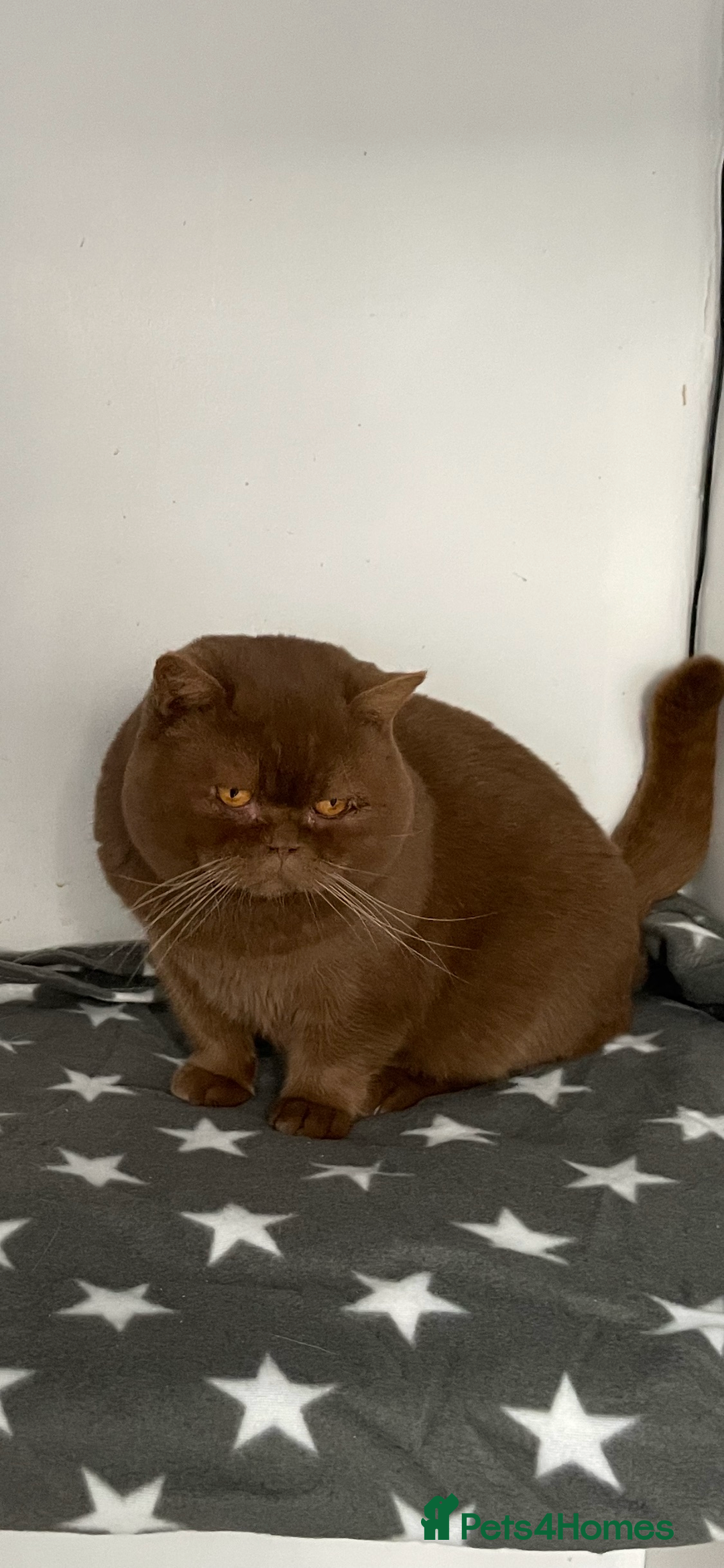 British Shorthair cats for stud: 🧸. CINNAMON CARRYING CHOCOLATE GCCF TICA  - Advert 8