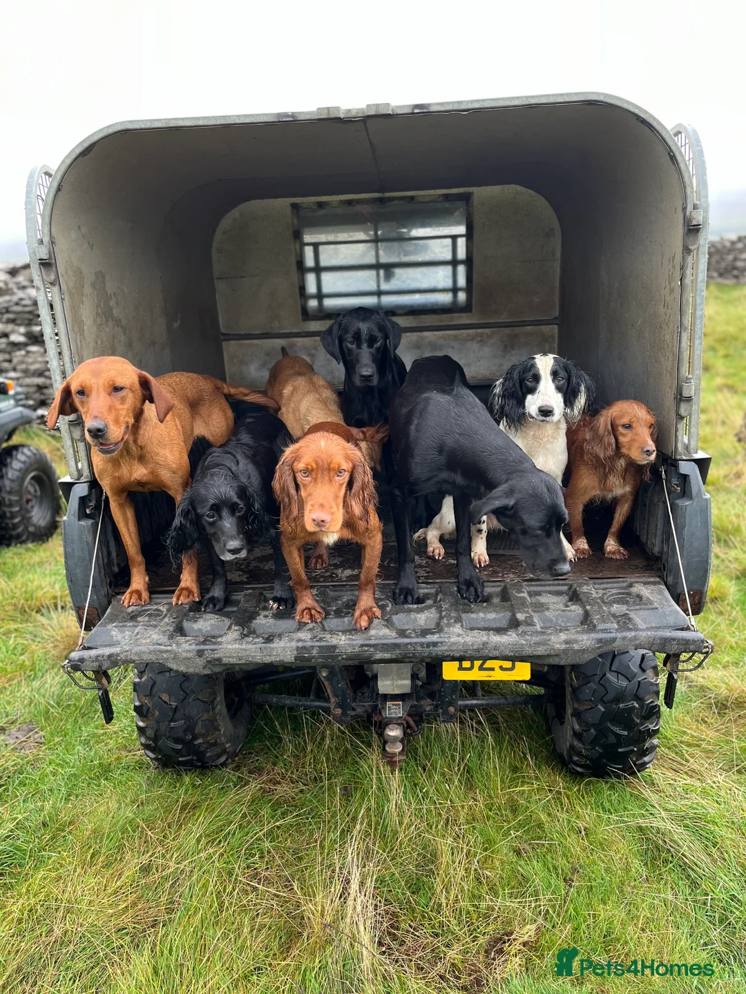 Cocker Spaniel dogs for stud: KC Fully Health Tested Red Working Cocker Spaniel  in Spennymoor - Advert 7
