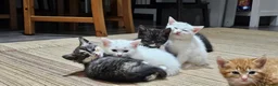 Mixed Breed cats for sale: 4 males and 4 female kittens   - Advert 7