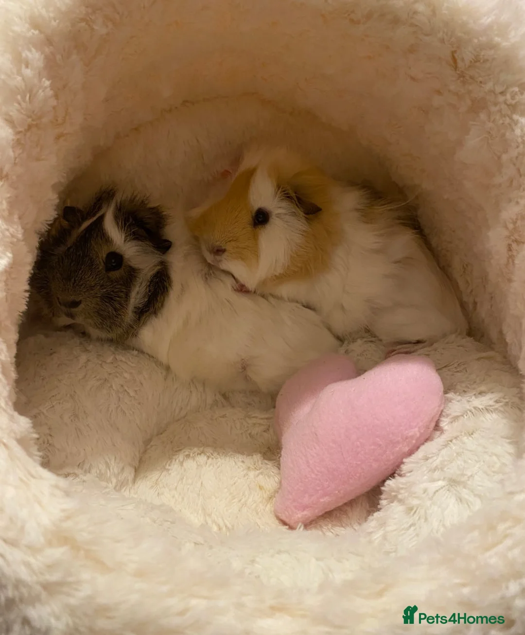 Guinea Pig rodents for sale: 2 male guinea pigs  in Chesterfield - Advert 2