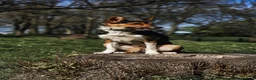 Border Collie dogs for sale: Male Border Collie  - Advert 7