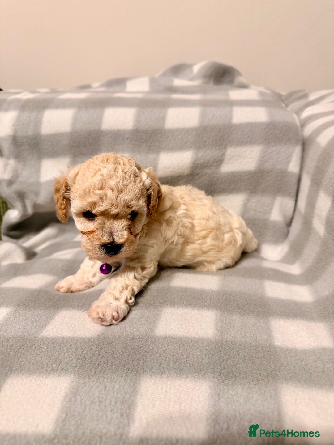 Cavapoochon dogs for sale: Cavapoochon Puppies Available From 12th January - Advert 19