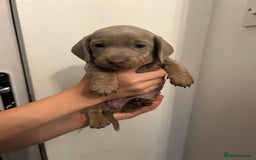 Dachshund dogs for sale: 5 stunning Dachshund puppies - Image 15