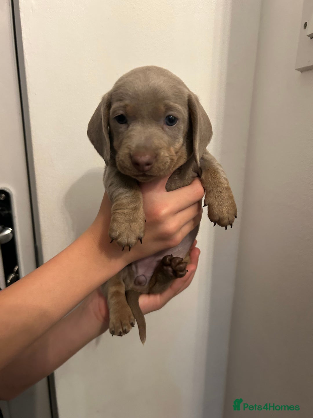 Dachshund dogs for sale: 5 stunning Dachshund puppies - Image 15