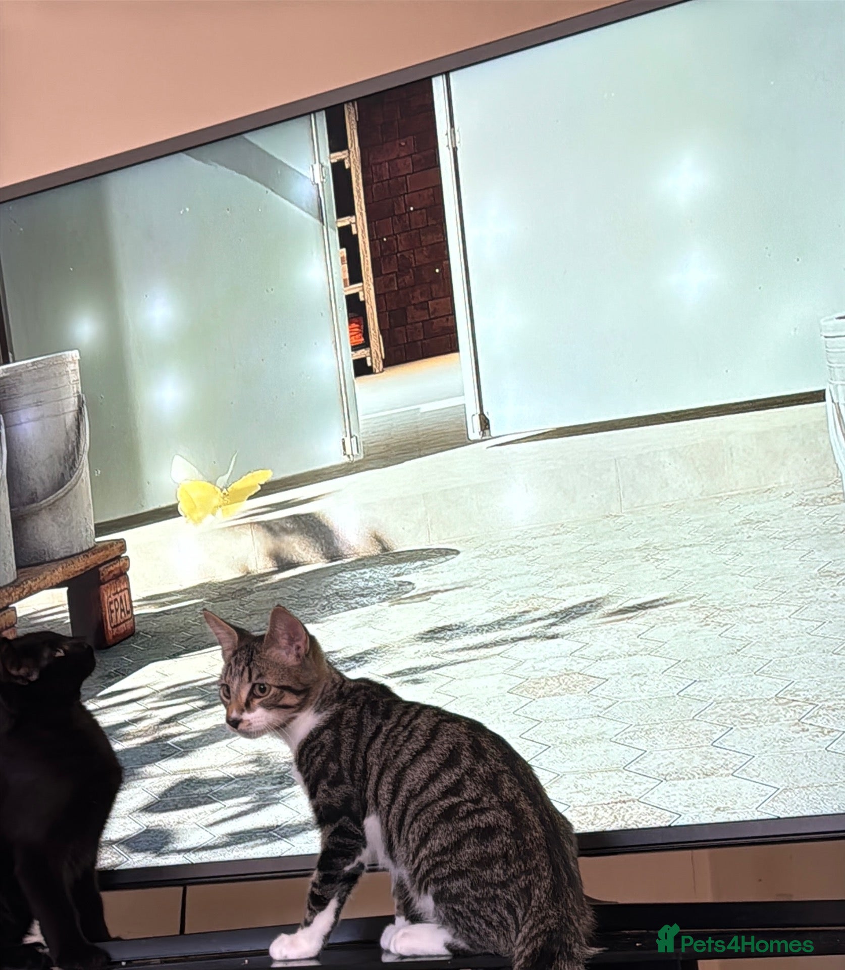 Bengal cats Stunning cross bengals  - Advert 3