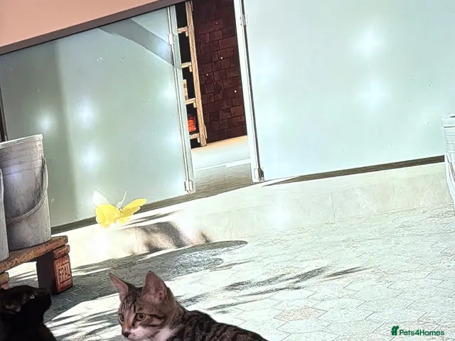 Bengal cats Stunning cross bengals - Advert 1