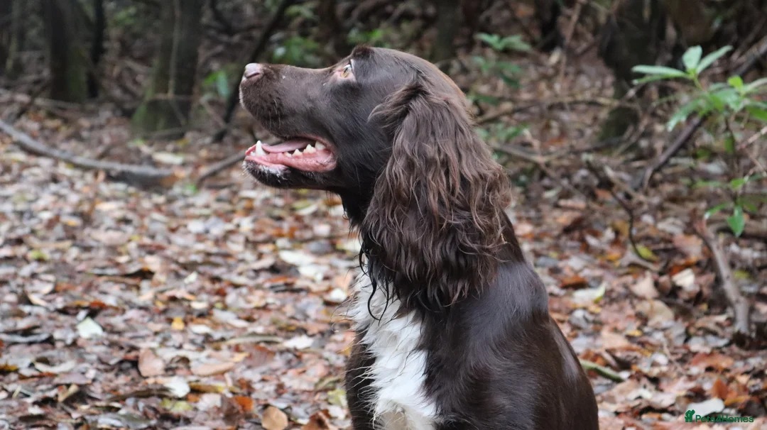 Cocker Spaniel dogs for stud: KC reg Working cocker spaniel for stud.  - Advert 4