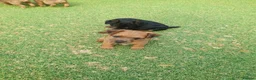 Patterdale Terrier dogs for sale: Pattadale terrier pups in Liverpool - Advert 9