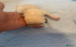 Labrador Retriever dogs for sale:  Labrador puppies - Image 8
