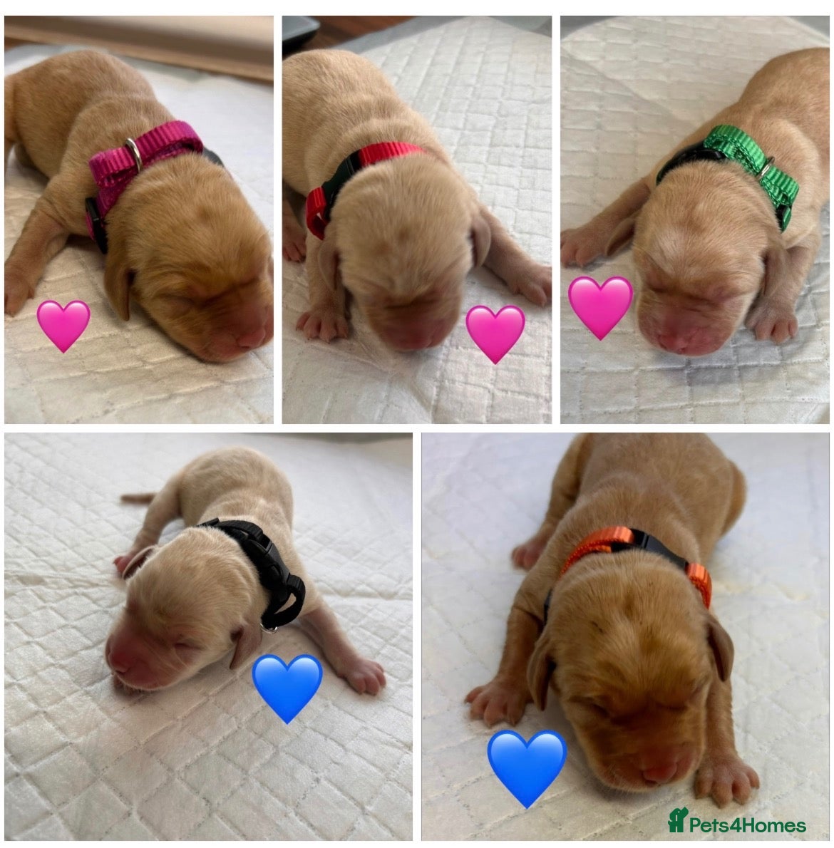 Labrador Retriever dogs for sale: Kennel Club (KC) Registered puppies 🐾🐾 - Advert 2