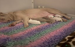 Pug dogs for sale: The “Dinosaur Litter”  - Image 6