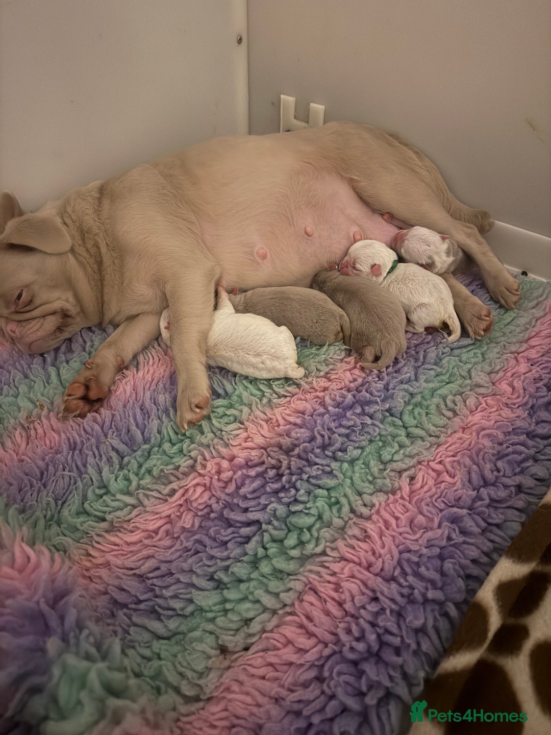 Pug dogs for sale: The “Dinosaur Litter”  - Image 6