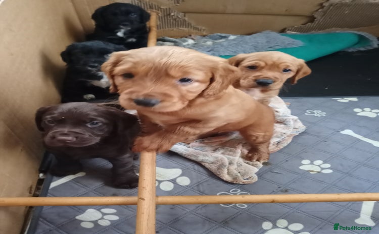 Cockerdor dogs Cockerdor puppies  - Advert 1