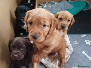 Cockerdor dogs Cockerdor puppies - Advert 2