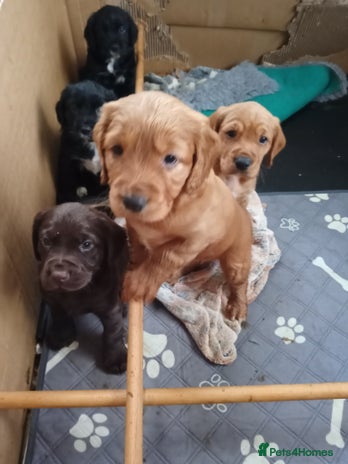 Cockerdor dogs Cockerdor puppies - Advert 1