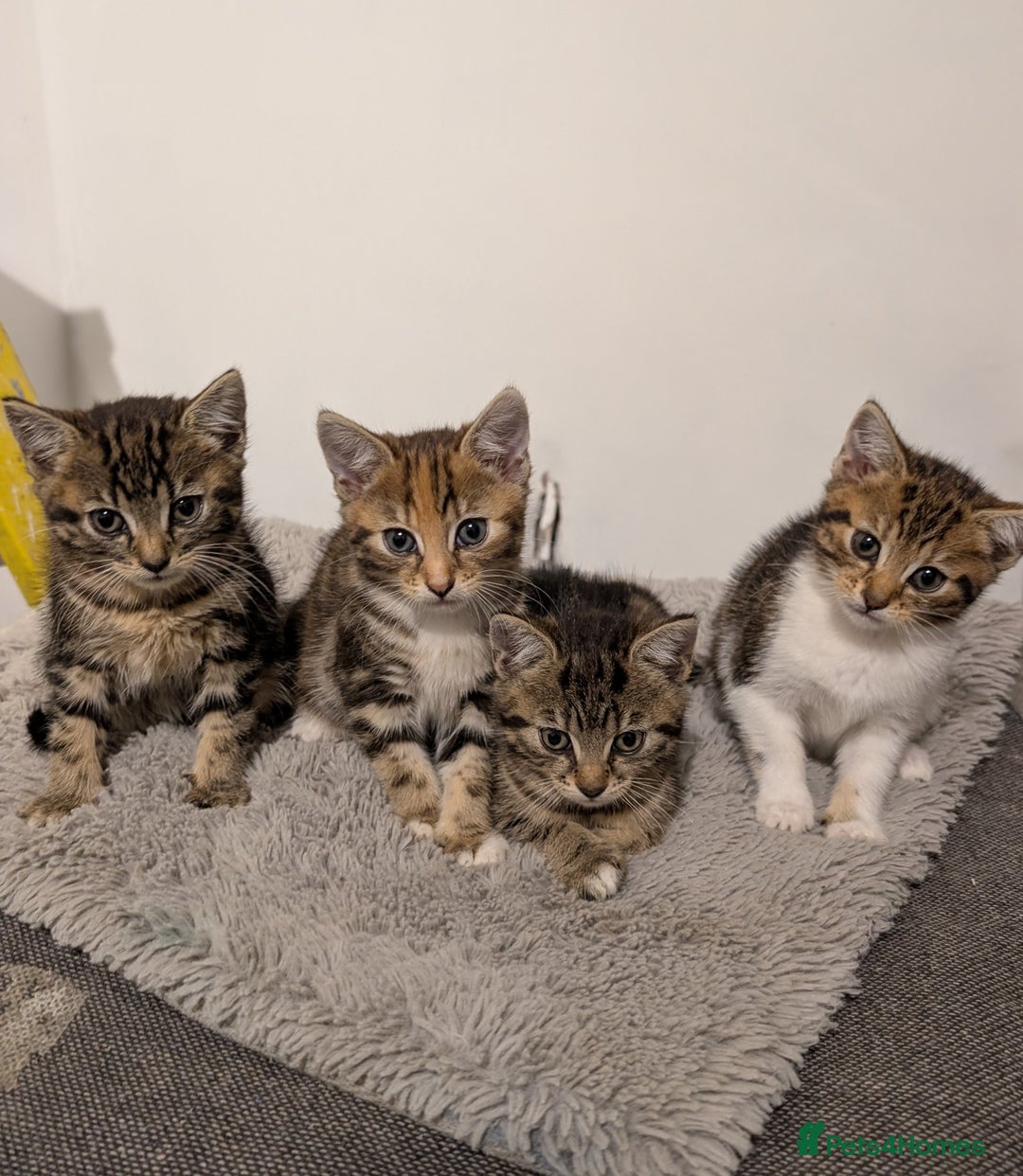 Mixed Breed cats for sale: Kitten  - Advert 2