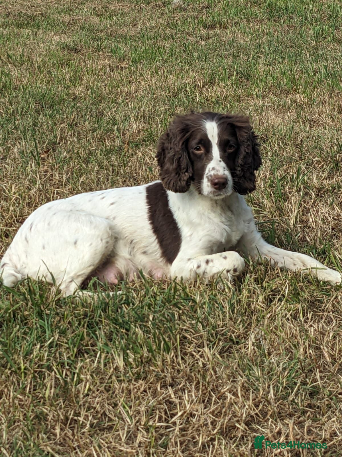 Sprocker dogs Sprocker Boys - Advert 1
