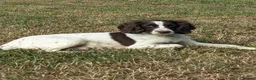 Sprocker dogs for sale: Sprocker Boys - Advert 1