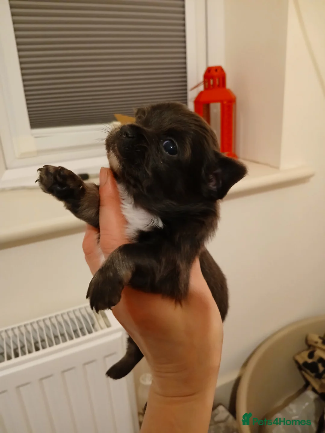 Chihuahua dogs for sale: Last little boy - Advert 8