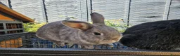 Mixed Breed rabbits for sale: Two boy rabbits  mini lop cross Netherland dwaft  in Cheltenham - Advert 2