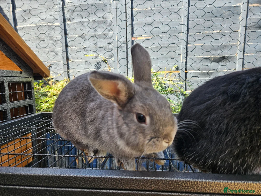 Mixed Breed rabbits for sale: Two boy rabbits  mini lop cross Netherland dwaft  in Cheltenham - Advert 2