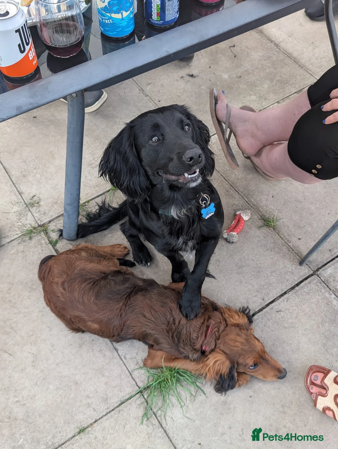 Cocker Spaniel dogs for stud: Working Cocker Spaniel for Stud - Advert 13