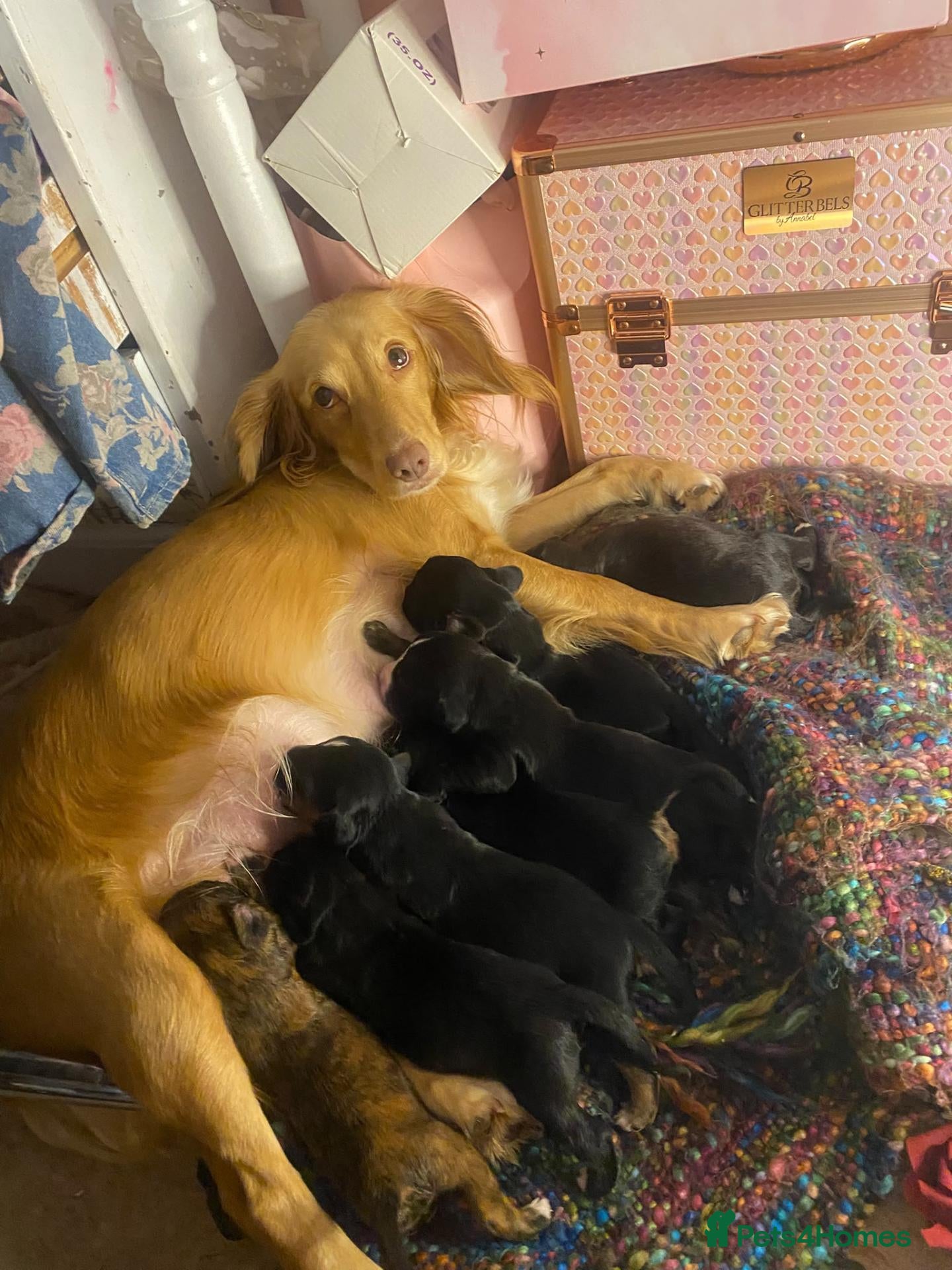 Mixed Breed dogs for sale: Shorkie x cocker spaniel pups - Advert 3