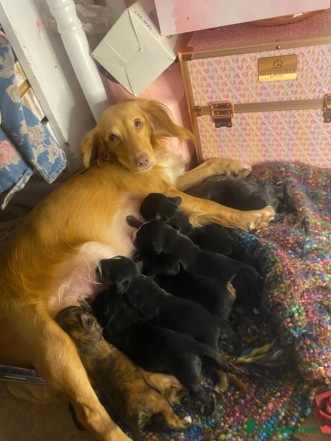 Mixed Breed dogs for sale: Shorkie x cocker spaniel pups in Stone - Advert 1