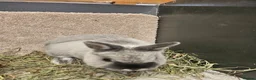 Netherland Dwarf rabbits for sale: Pure bred Marten Smoke Dwarf Buck - Advert 4